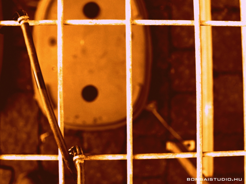 marczika bonsai kerteszet erd hungary bonsai studio